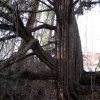 040206Brunhilde02